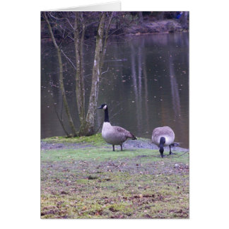 canada geese