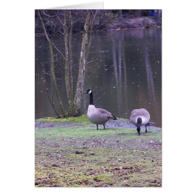 canada geese (Front)