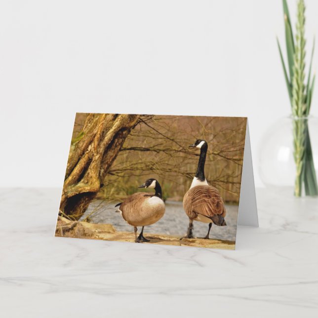 canada geese002 card (Front)