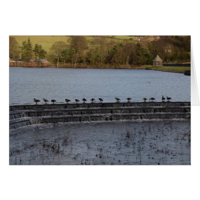 Canada Geese All In A Row (Front Horizontal)