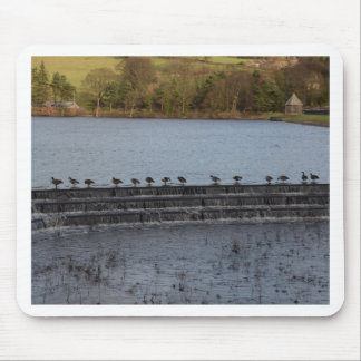 Canada Geese All In A Row Mouse Mat
