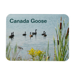 Canada Geese And Cattails Magnet
