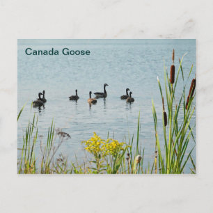 Canada Geese And Cattails Postcard