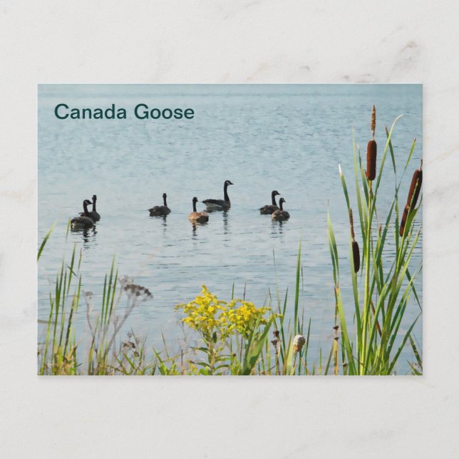 Canada Geese And Cattails Postcard (Front)