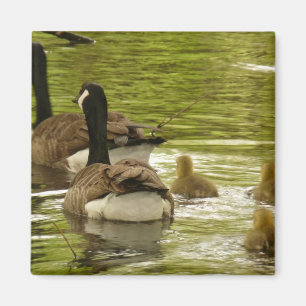 Canada Geese and Goslings Magnet