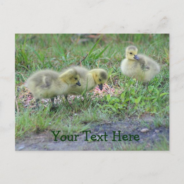 Canada Geese Babies Nature Photo Postcard (Front)