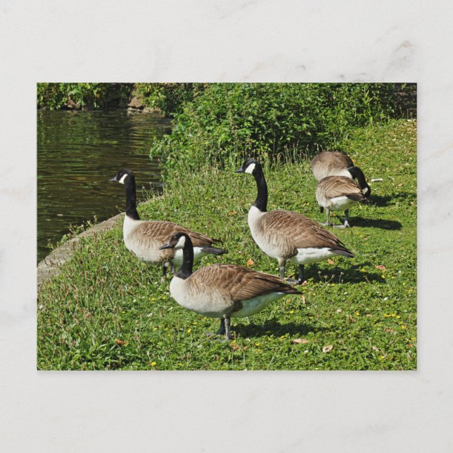 Canada Geese Beside Roath Park Lake, Cardiff. Postcard (Front)
