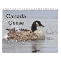 Canada Geese