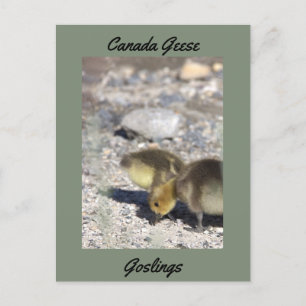 Canada Geese Goslings Postcard
