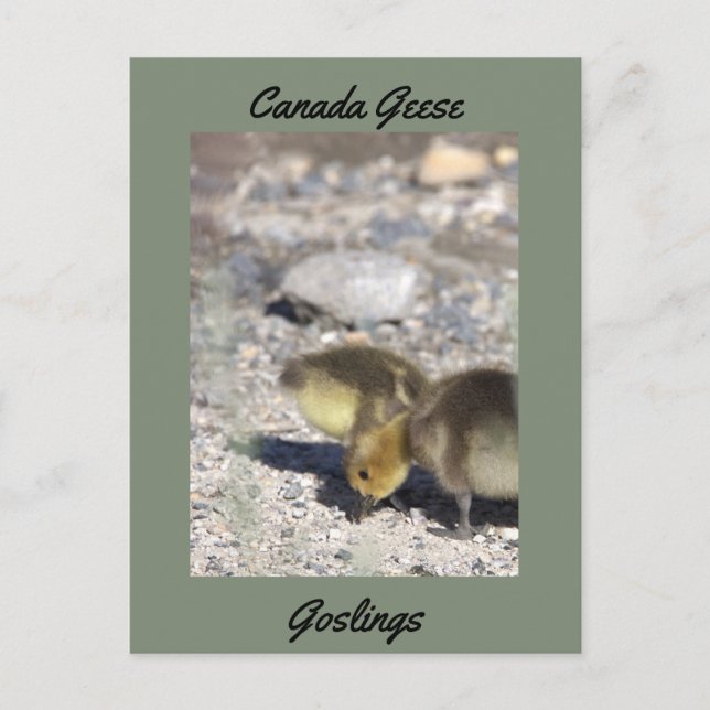 Canada Geese Goslings Postcard (Front)