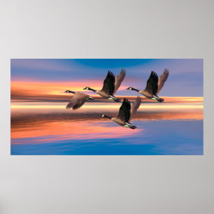 Canada Geese image for Poster