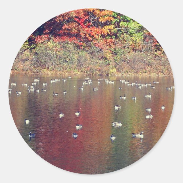Canada Geese In Autumn Nature  Classic Round Sticker (Front)