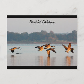 Canada Geese in Flight Post Card