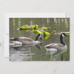 Canada Geese Invitation