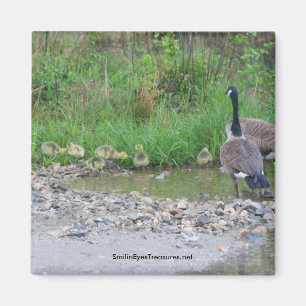 Canada Geese Mum Babies Nature Photo Magnet