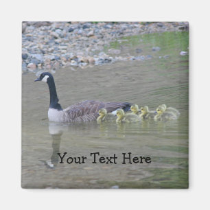 Canada Geese Mum Babies Nature Photo Magnet