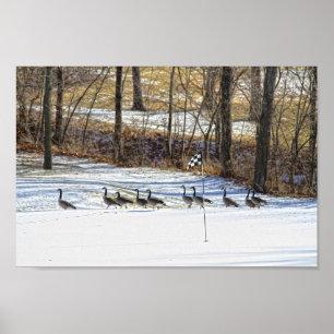 Canada Geese on a Snow-Covered Golf Course Poster