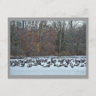 Canada Geese on Green Lane Reservoir Postcard