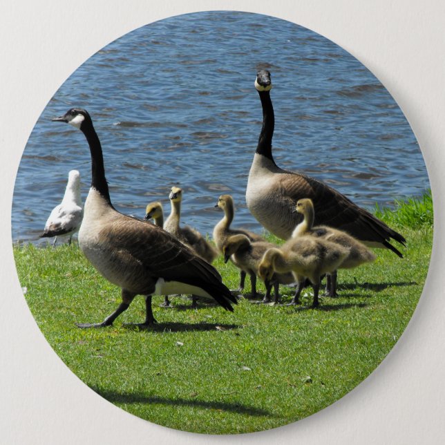 Canada Geese on the Grass by the Water Button (Front)