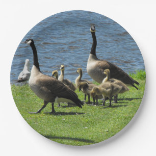 Canada Geese on the Grass by the Water Paper Plate