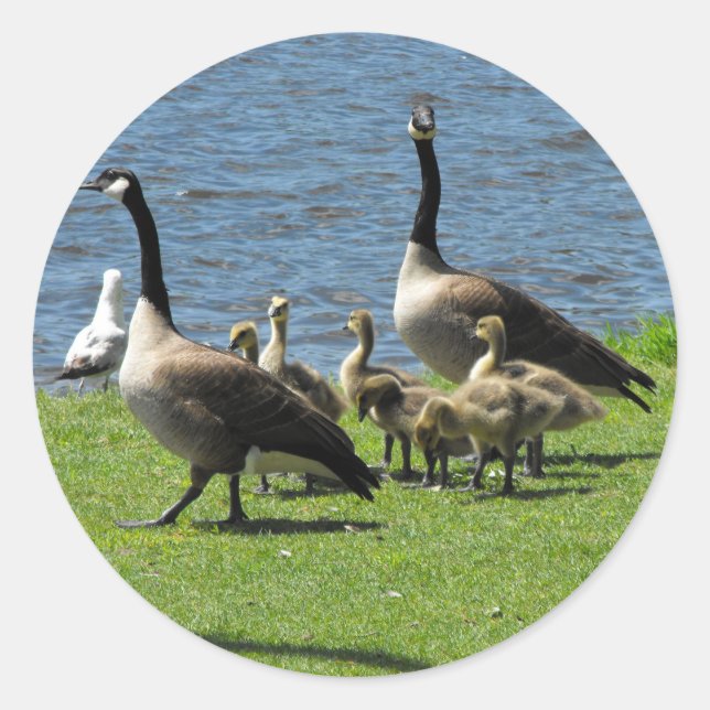 Canada Geese on the Grass by the Water Sticker (Front)