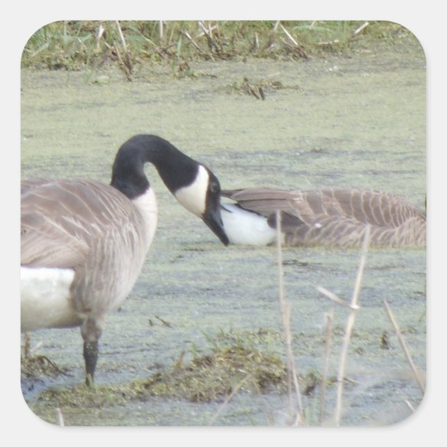 Canada Geese pair in algae covered swampy pond Square Sticker (Front)