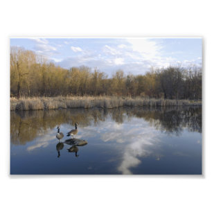 Canada Geese Perch in Pond Photo Print