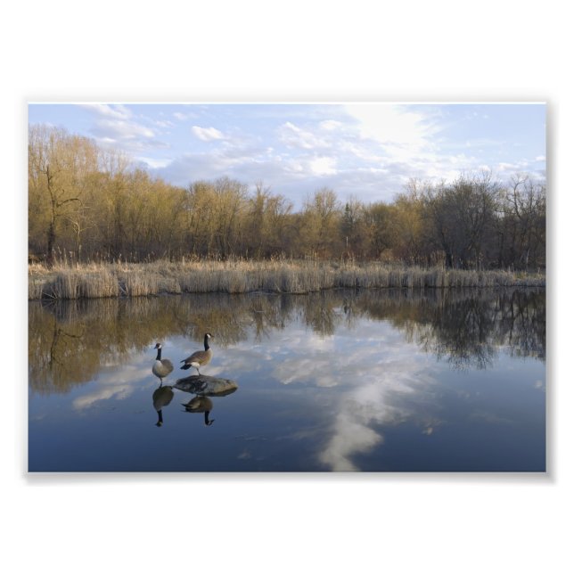 Canada Geese Perch in Pond Photo Print (Front)