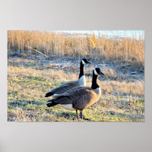 Canada Geese Photo Poster