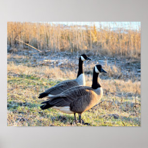 Canada Geese Photo Poster