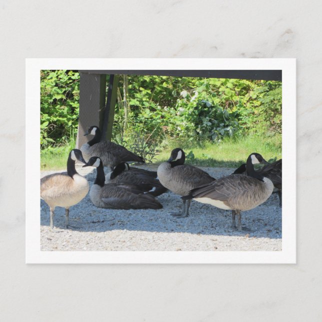 Canada Geese Postcard (Front)