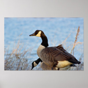 Canada Geese Poster