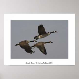Canada Geese Poster