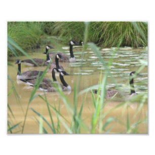 Canada Geese Secluded Marsh 10x8 Nature Photo Print