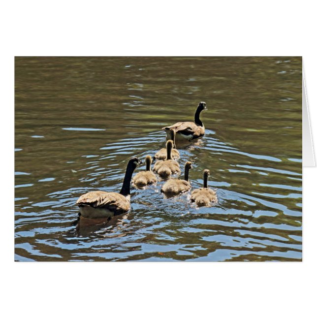 Canada Geese with Goslings (Front Horizontal)