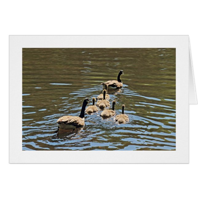 Canada Geese with Goslings (Bordered) (Front Horizontal)