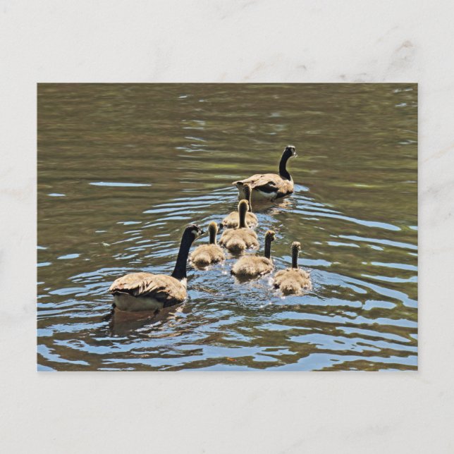 Canada Geese with Goslings Postcard (Front)
