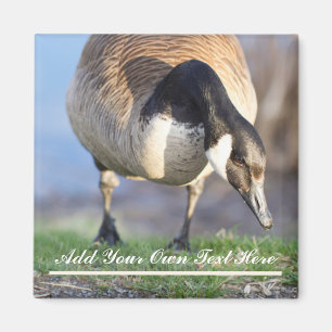 Canada Goos Magnet
