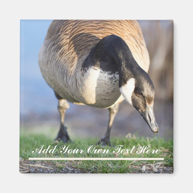 Canada Goos Magnet (Front)