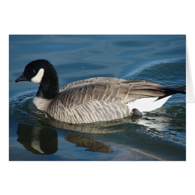 Canada Goose (Front Horizontal)
