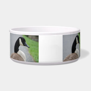 Canada goose