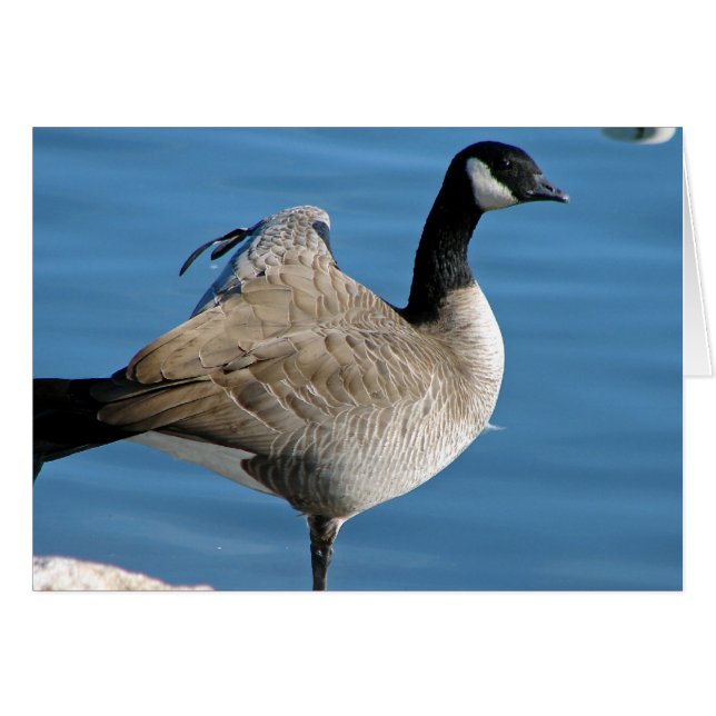 Canada Goose (Front Horizontal)