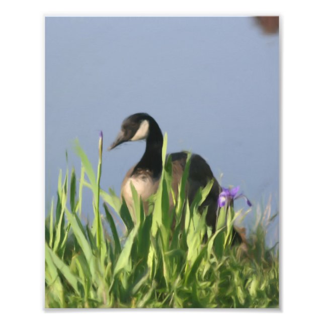 Canada Goose And Irises Nature Painting 8x10 Photo Print (Front)