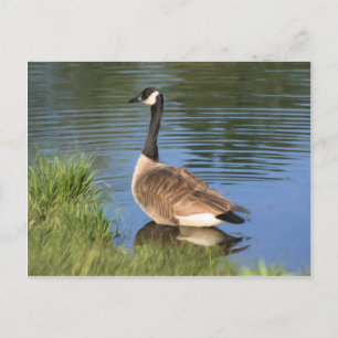 Canada Goose Animal Art Postcard