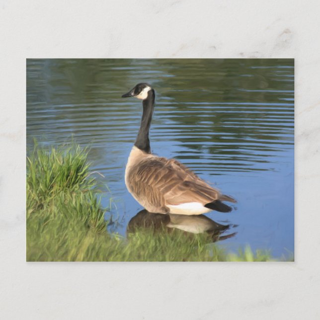 Canada Goose Animal Art Postcard (Front)