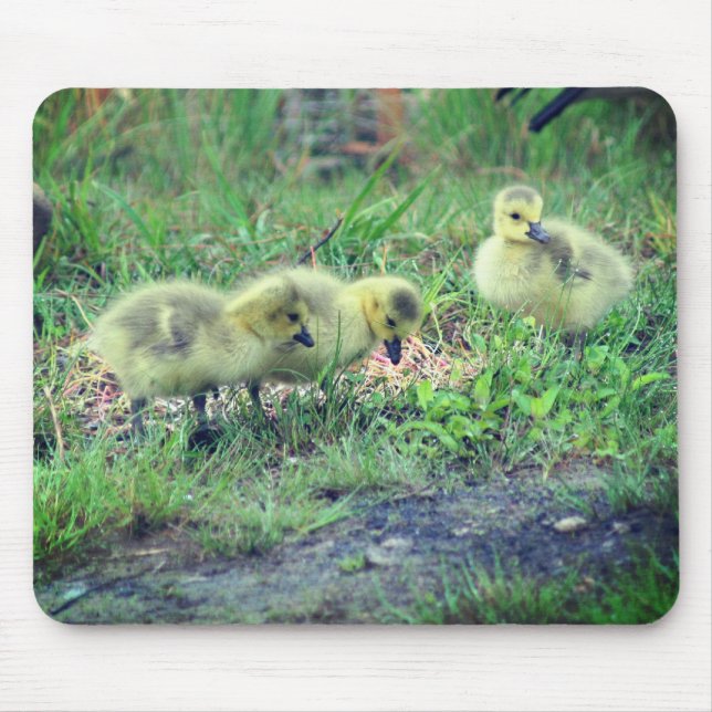 Canada Goose Babies Nature  Mouse Mat (Front)