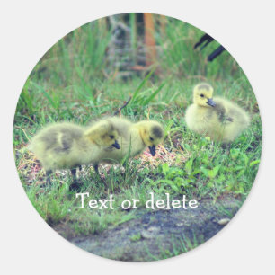 Canada Goose Babies Nature Personalised Classic Round Sticker