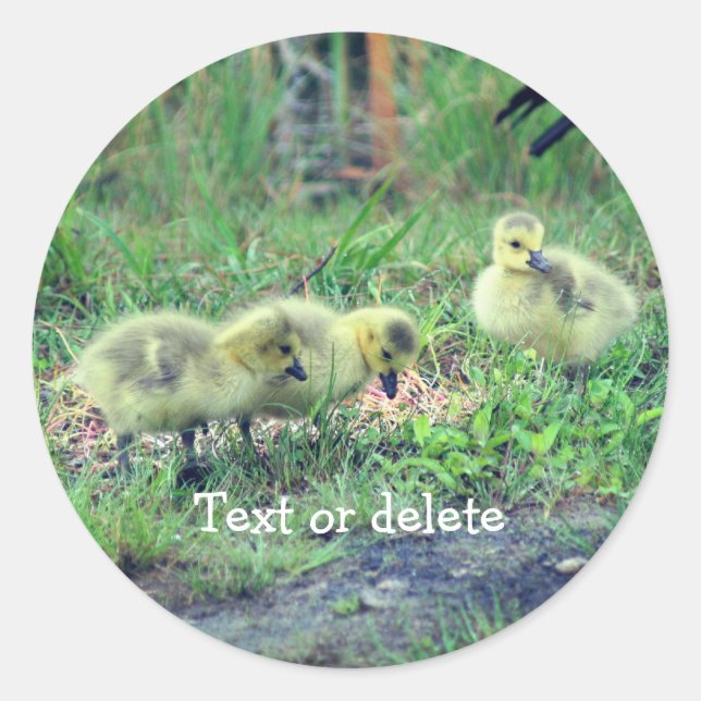 Canada Goose Babies Nature Personalised Classic Round Sticker (Front)