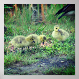 Canada Goose Babies Wildlife  Poster