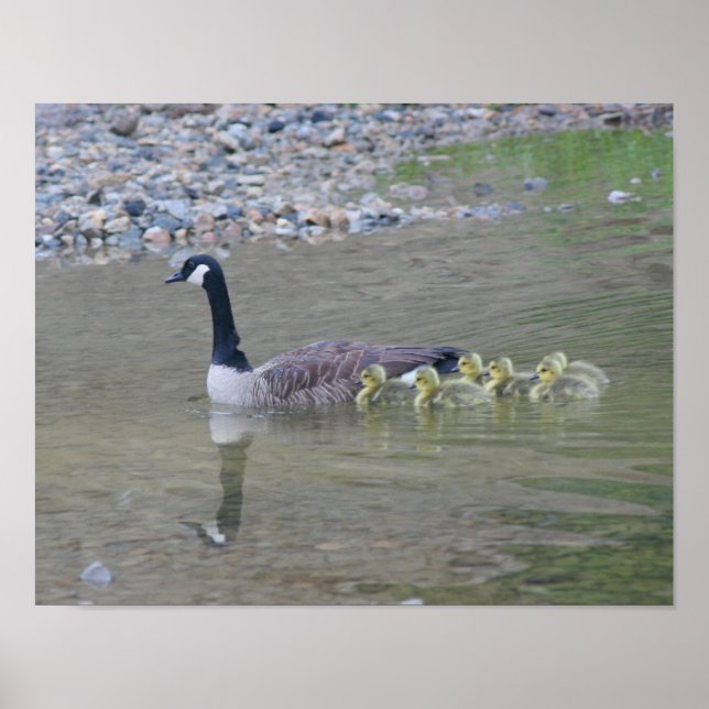 Canada Goose Babies With Mom Animal Poster (Front)